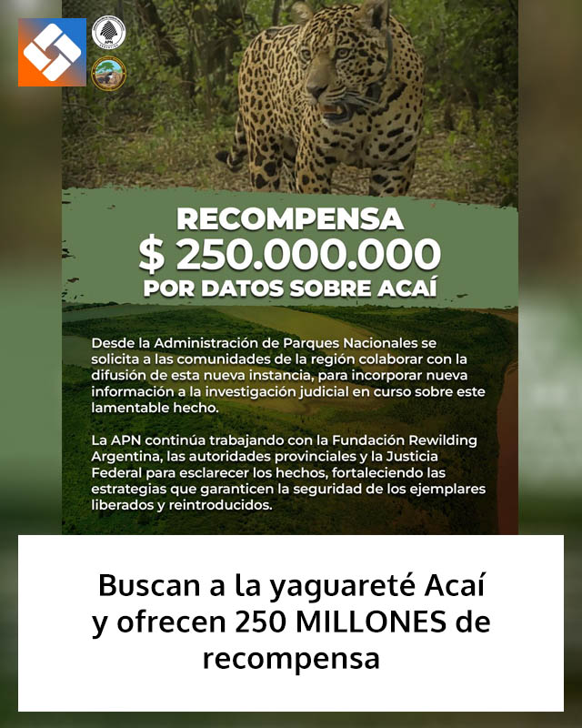 Buscan a la yaguareté Acaí y ofrecen 250 MILLONES de recompensa