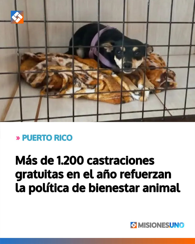 PUERTO RICO: Más de 1.200 castraciones gratuitas en el año refuerzan la política de bienestar animal