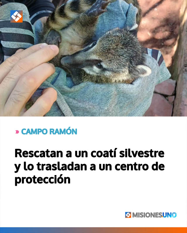 Rescatan a un coatí silvestre y lo trasladan a un centro de protección