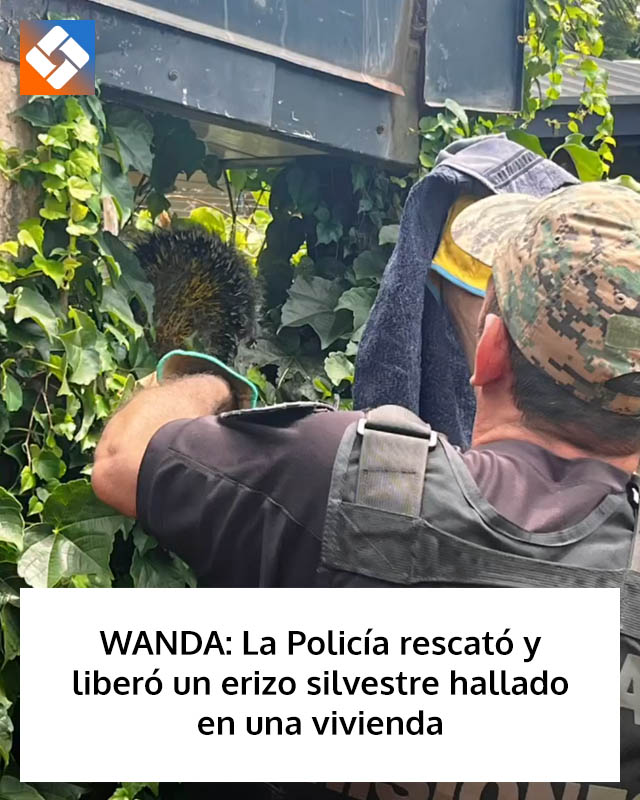 WANDA: La Policía rescató y liberó un erizo silvestre hallado en una vivienda