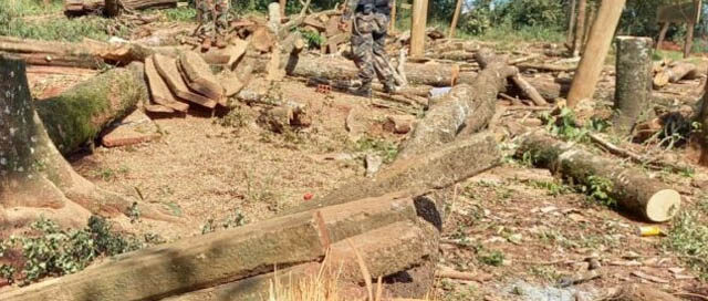 IGUAZÚ: Detectan remoción ilegal de vegetación nativa en la zona de las 2000 Hectáreas