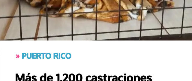 PUERTO RICO: Más de 1.200 castraciones gratuitas en el año refuerzan la política de bienestar animal