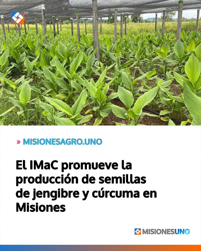 El IMaC promueve la producción de semillas de jengibre y cúrcuma en Misiones