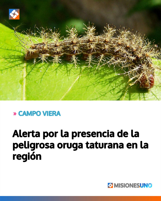 CAMPO VIERA: Alerta por la presencia de la peligrosa oruga taturana en la región