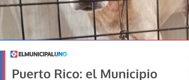 Puerto Rico: el Municipio continúa con el programa de castraciones gratuitas